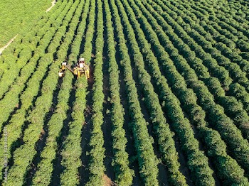 Aerial view of coffee mechanized harvesting in Brazil.