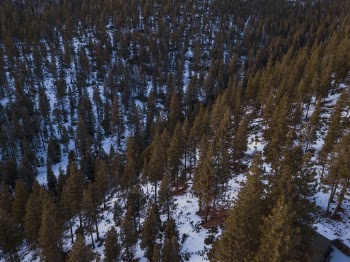 Aerial View of Conifer trees