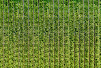 Aerial View of Crop Field