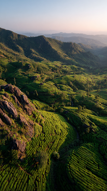 Aerial View of Dawn Over Tea Mountains