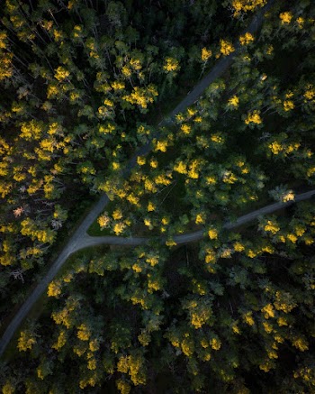 Aerial View of Forest
