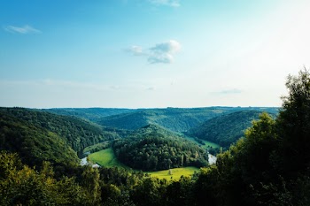 Aerial View of Forest