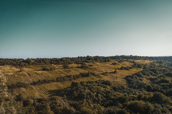 Aerial View of Forest
