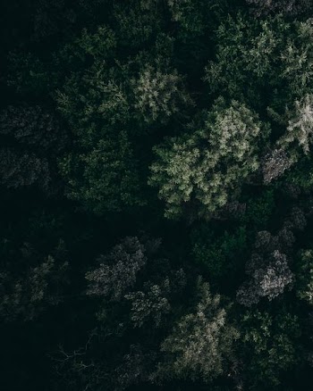 aerial view of forest
