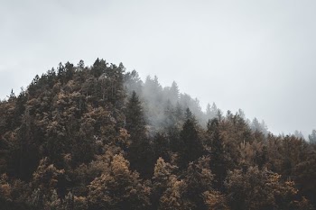 aerial view of forest on mountain