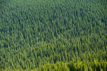 Aerial View of Forest Trees