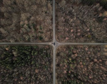 aerial view of green cacti
