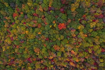 aerial view of green forest