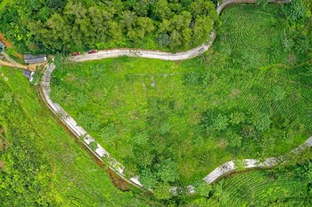 Aerial View of Green Forest