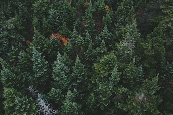 aerial view of green leafed trees
