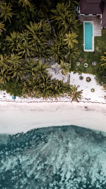 Aerial View of Green Palm Trees on Shore