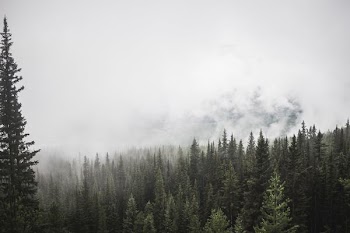 aerial view of green trees