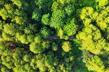 Aerial-view of Green Trees