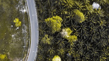 Aerial View Of Green Trees