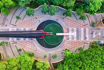 Aerial View of Green Trees and Road
