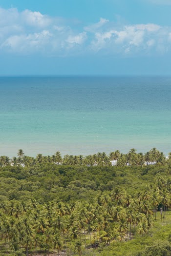 Aerial View of Green Trees Near Beach