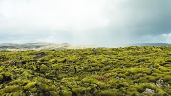 aerial view of green trees under cloudy sky