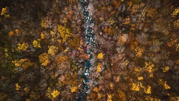 aerial view of maple leaf trees field