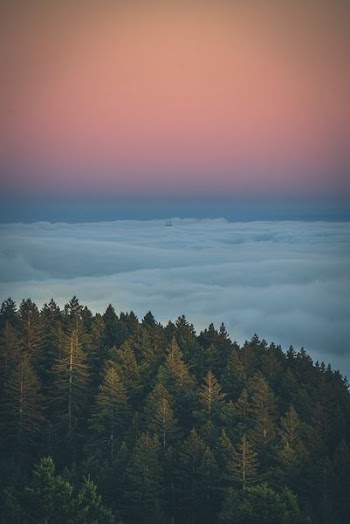 aerial view of pine trees and clouds