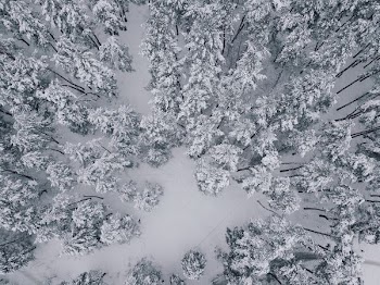 aerial view of pine trees covered with snow