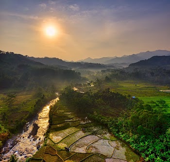 Aerial View of Rice Field