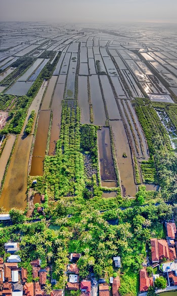 Aerial View of Rice Field Near Houses