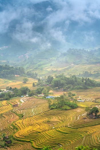 Aerial View of Rice Fields
