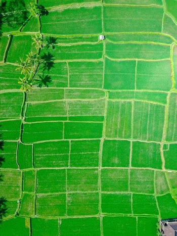 aerial view of rice paddy