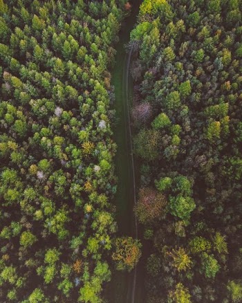 aerial view of river surrounded green trees field