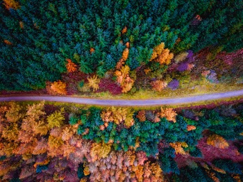 Aerial View of Road Along Pine Trees