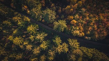 aerial view of road and trees