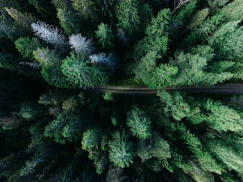 Aerial View of Road Between Trees