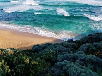 aerial view of seashore and trees