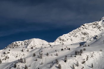 aerial view of snow and trees