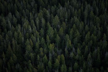 aerial view of tall trees