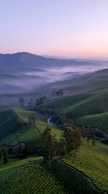 Aerial View of Tea Mountain at Dawn