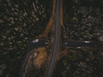 aerial view of the road between trees