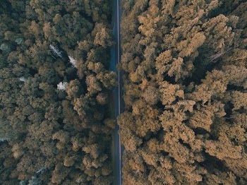 aerial view of trees