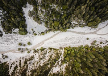 Aerial View of Trees