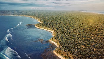 Aerial View of Trees and Sea