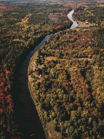 aerial view of trees beside water