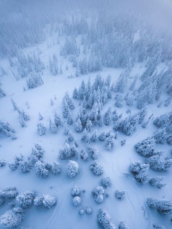 aerial view of trees covered with snow