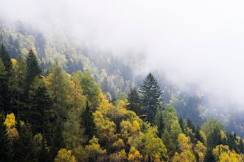 aerial view of yellow trees during fog