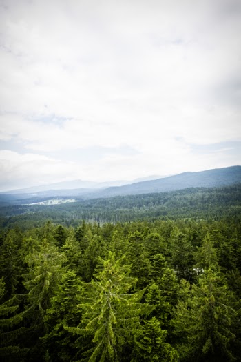 Aerial View Photo of Forest