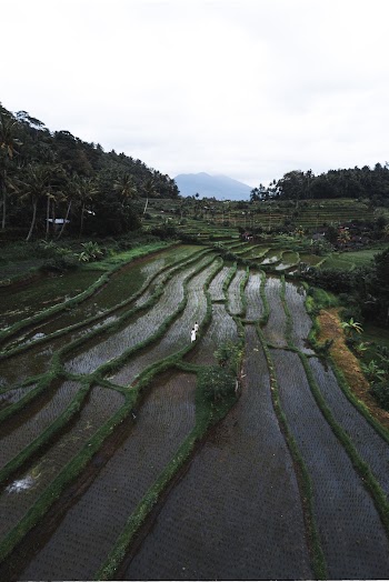 Aerial View Photo of Rice Fields