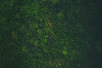 aerial view photography of forest