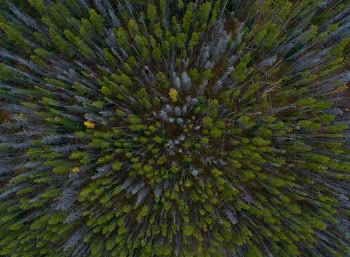 aerial view photography of forest trees during daytime