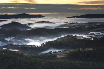 Aerial View Photography of Green Forest