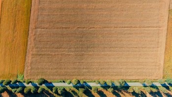 aerial view photography of green leaf trees