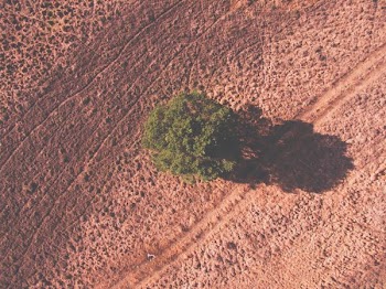 aerial view photography of green leafed tree